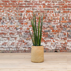 Plante artificielle bureau SANSEVIERIA