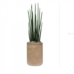 Fausse plante de bureau sansevieria