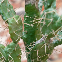 Plante de bureau - CACTUS