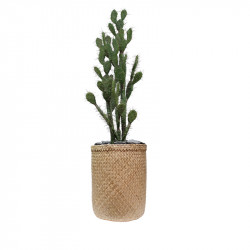 Plante de bureau - CACTUS