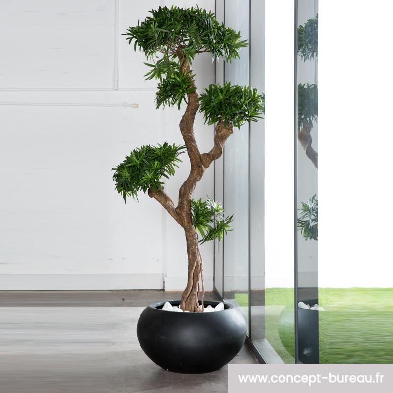 Plante d'intérieur pour le bureau - PODOCARPUS