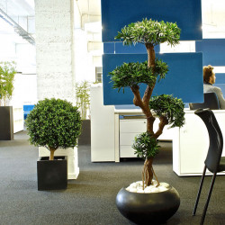 Plante d'intérieur pour le bureau - PODOCARPUS