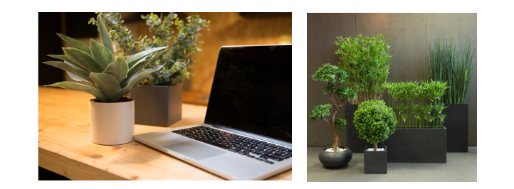 plante de bureau